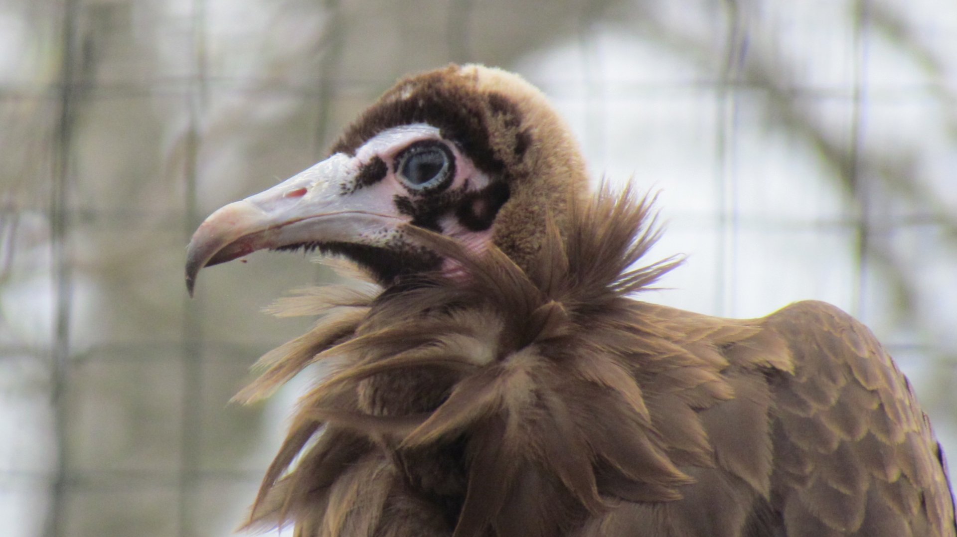 Hooded Vulture
