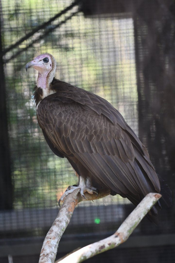 Hooded Vulture