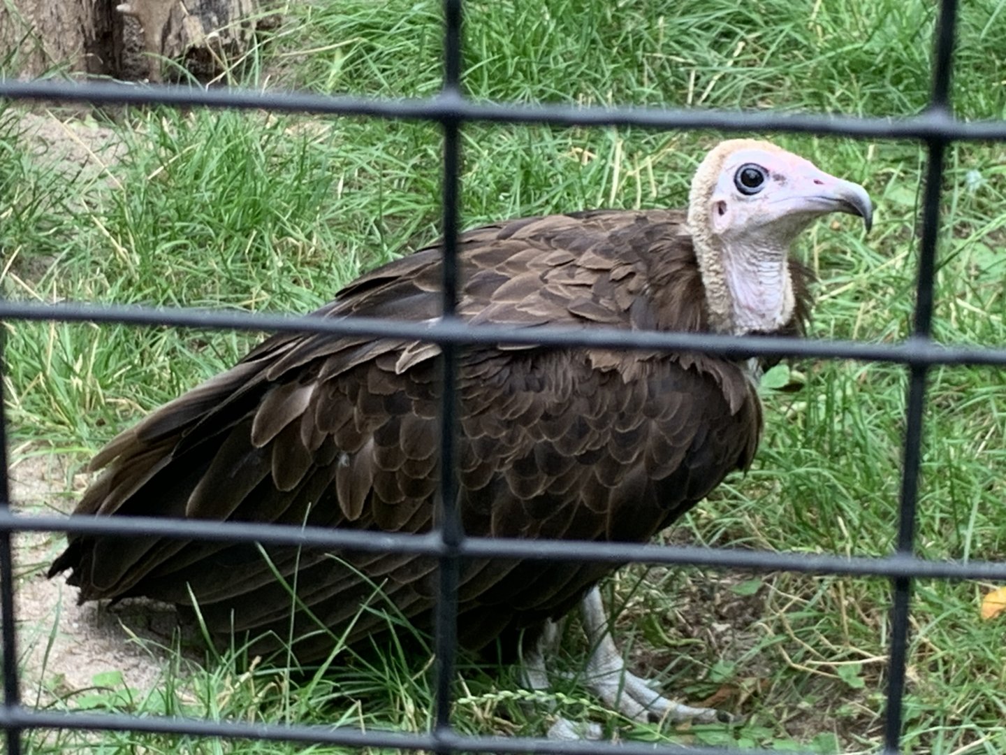 Hooded vulture