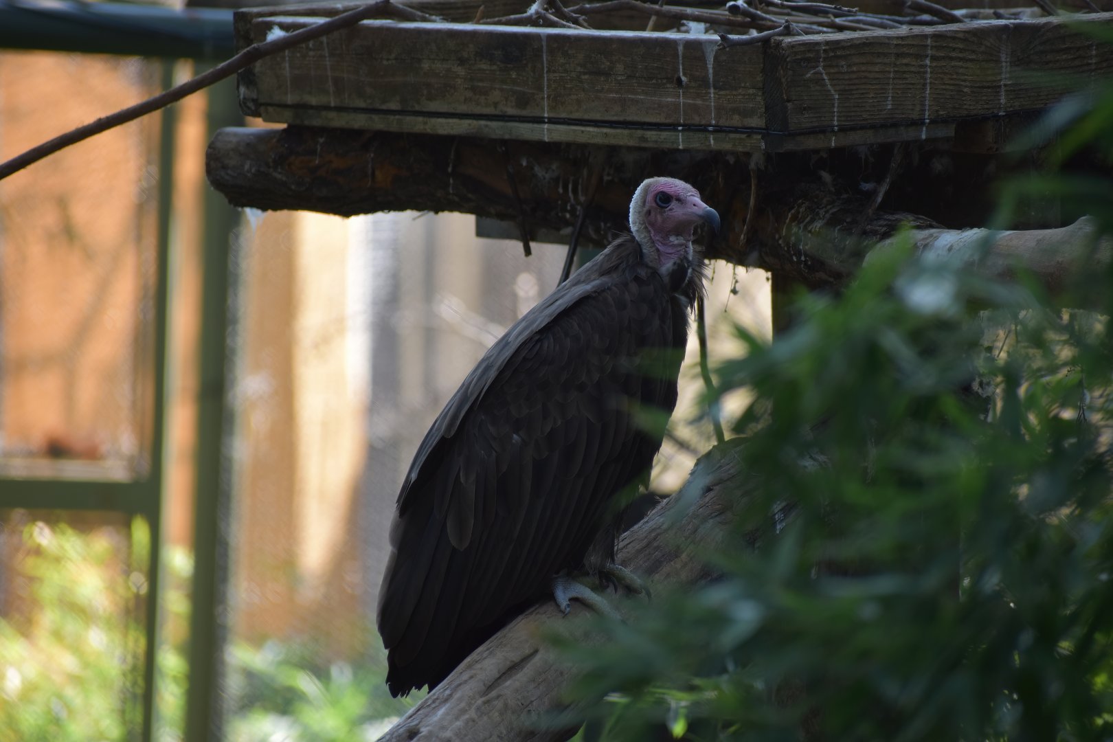 Hooded Vulture