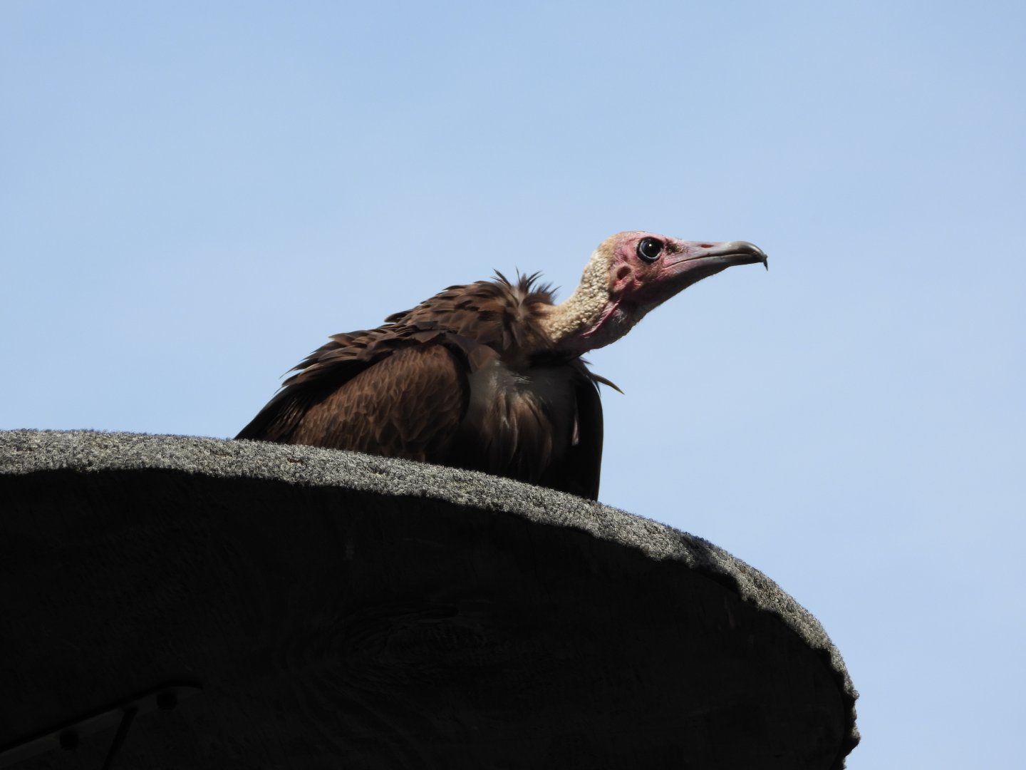 Hooded vulture