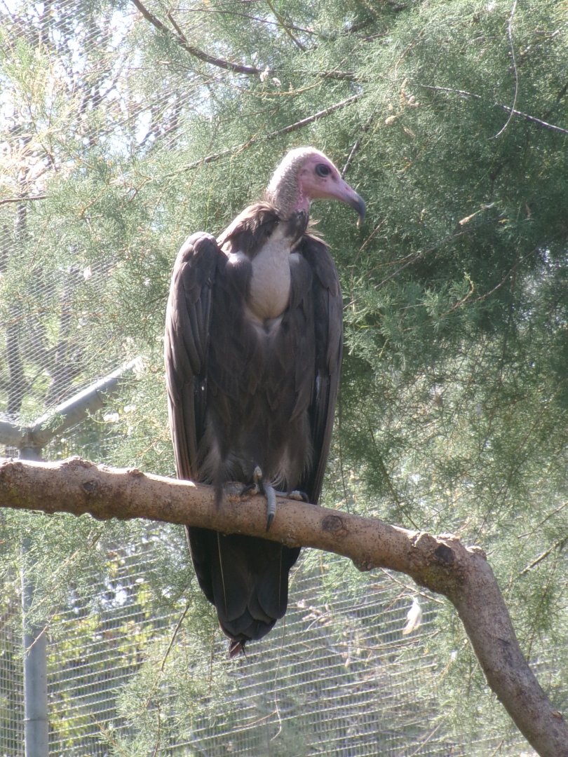 Hooded vulture