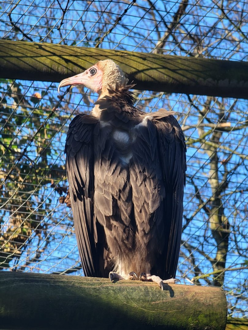 Hooded Vulture