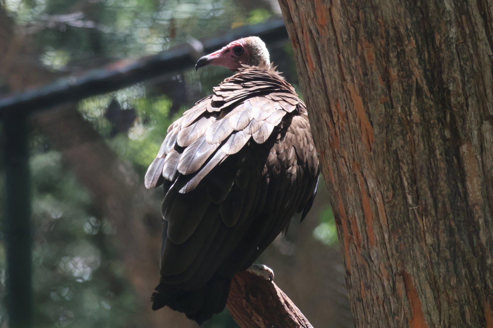 Hooded Vulture
