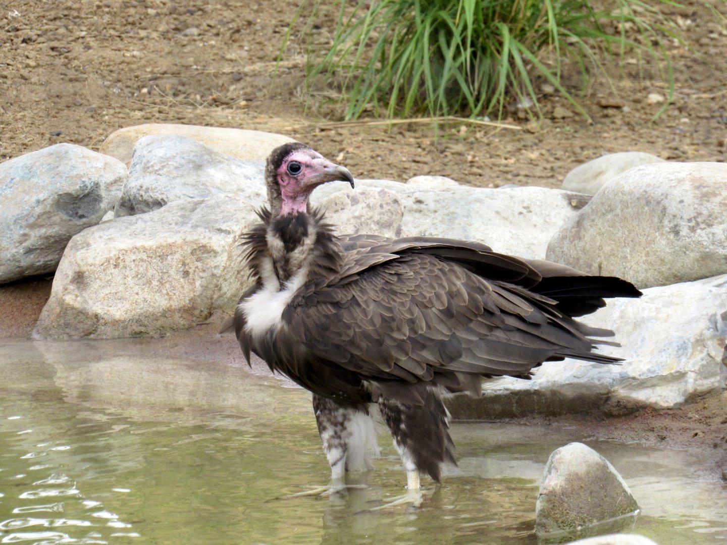 Hooded vulture
