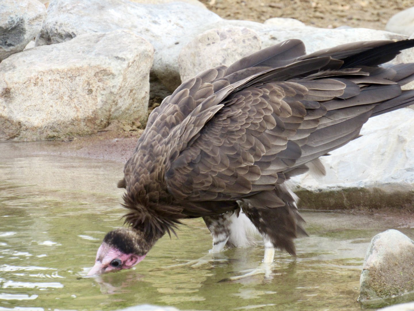Hooded vulture