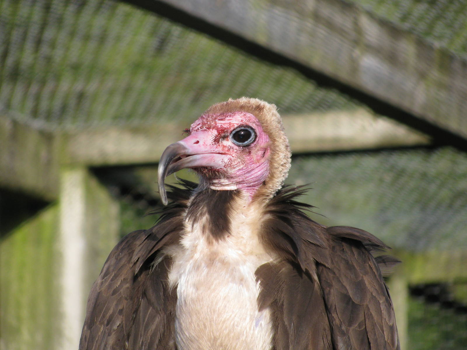 Hooded Vulture