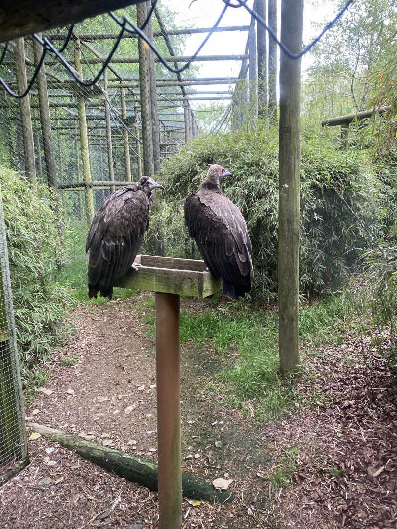 Hooded vultures 150522