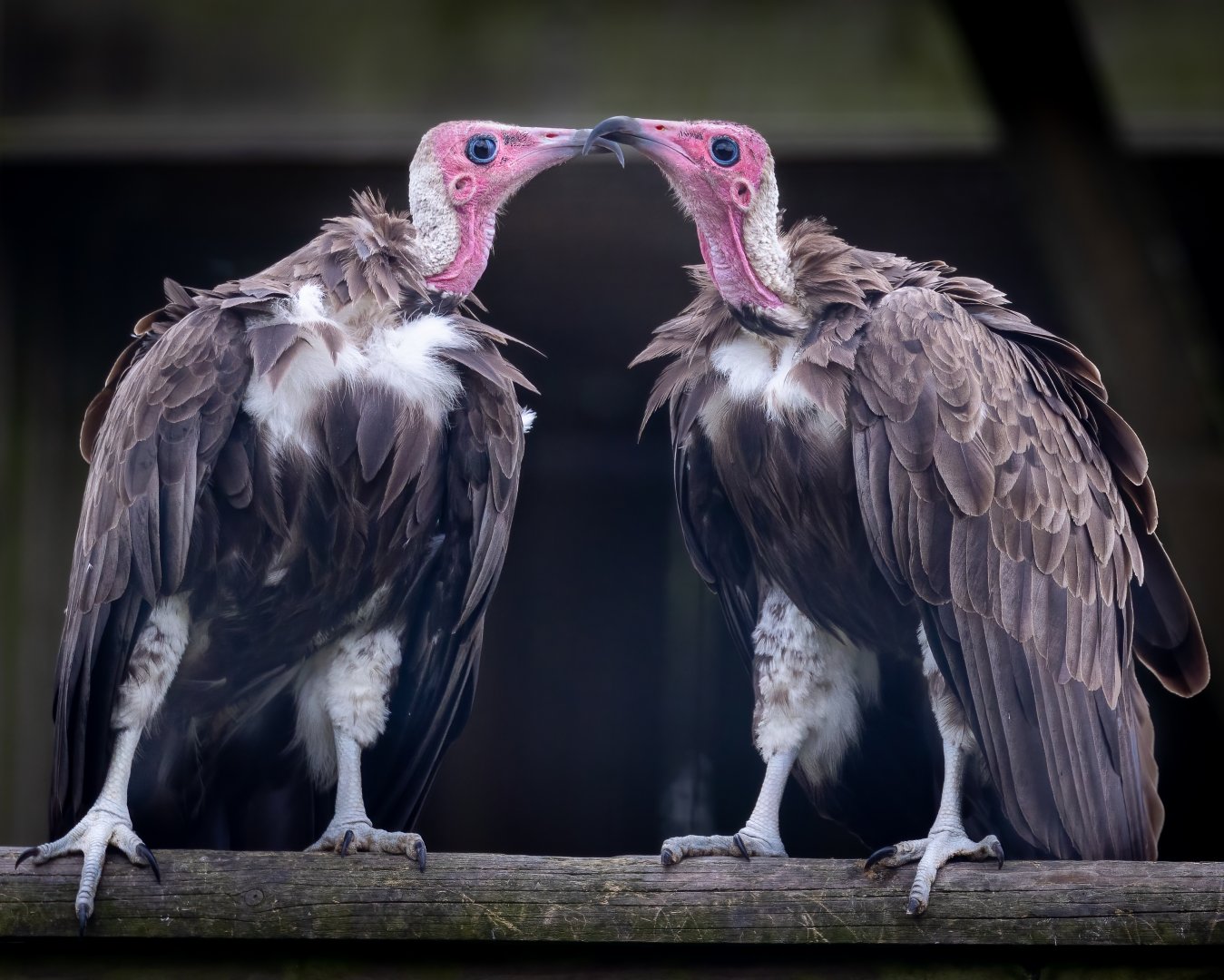 Hooded Vultures / Hamerton / 15-7-21