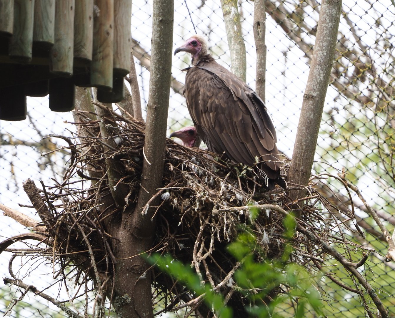 Hooded vultures (Necrosyrtes monachus), on nest, 2020-09-03