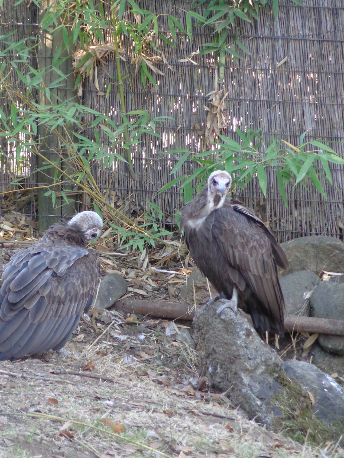 Hooded Vultures