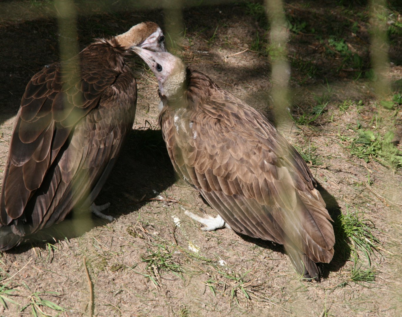Hooded vultures