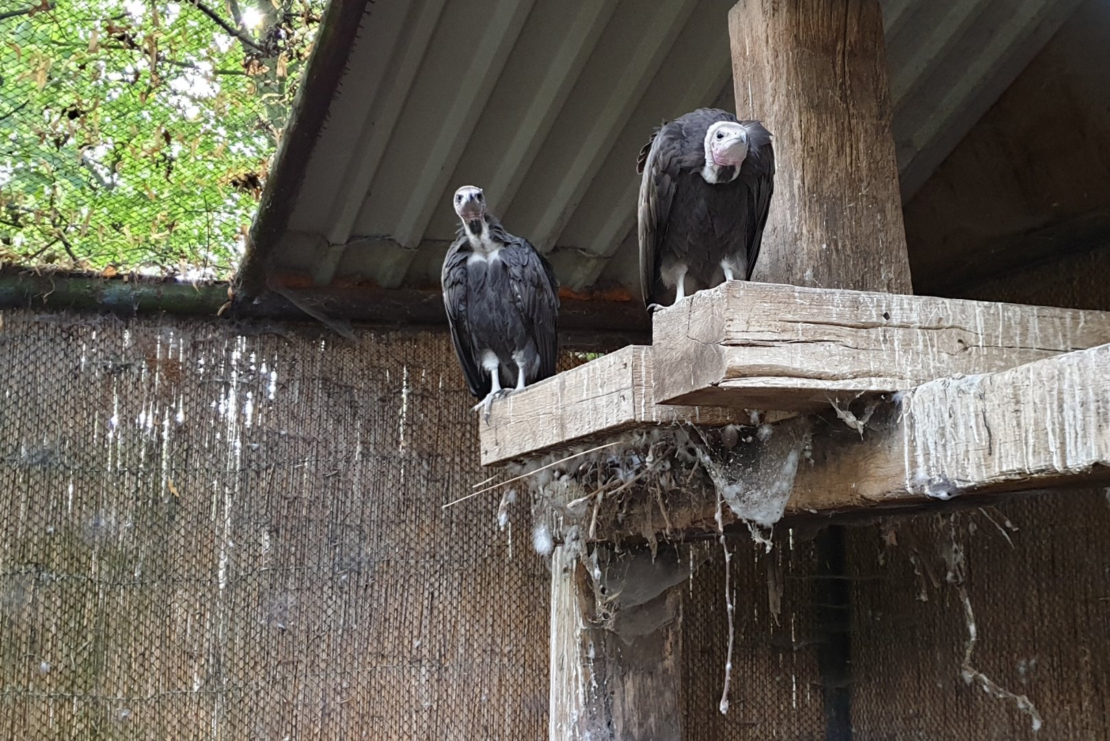 Hooded vultures