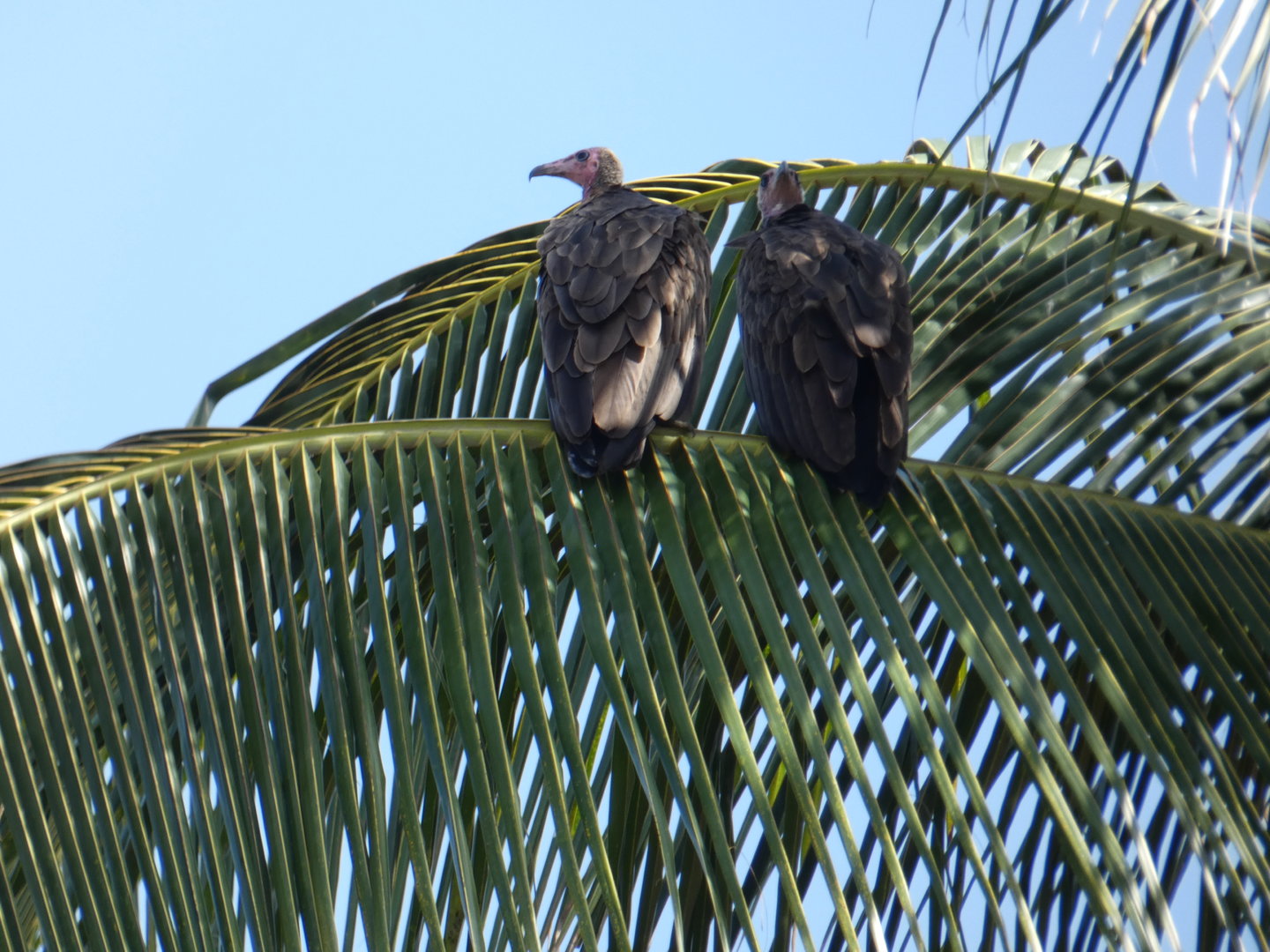 Hooded vultures