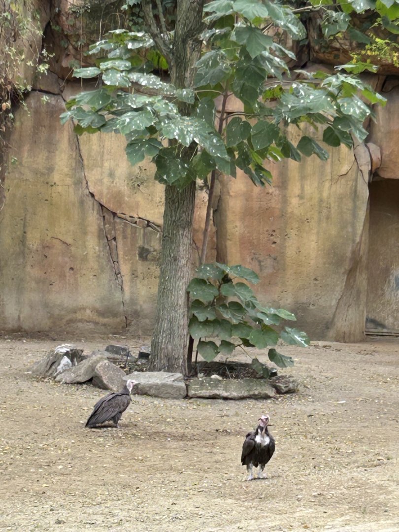 Hooded vultures