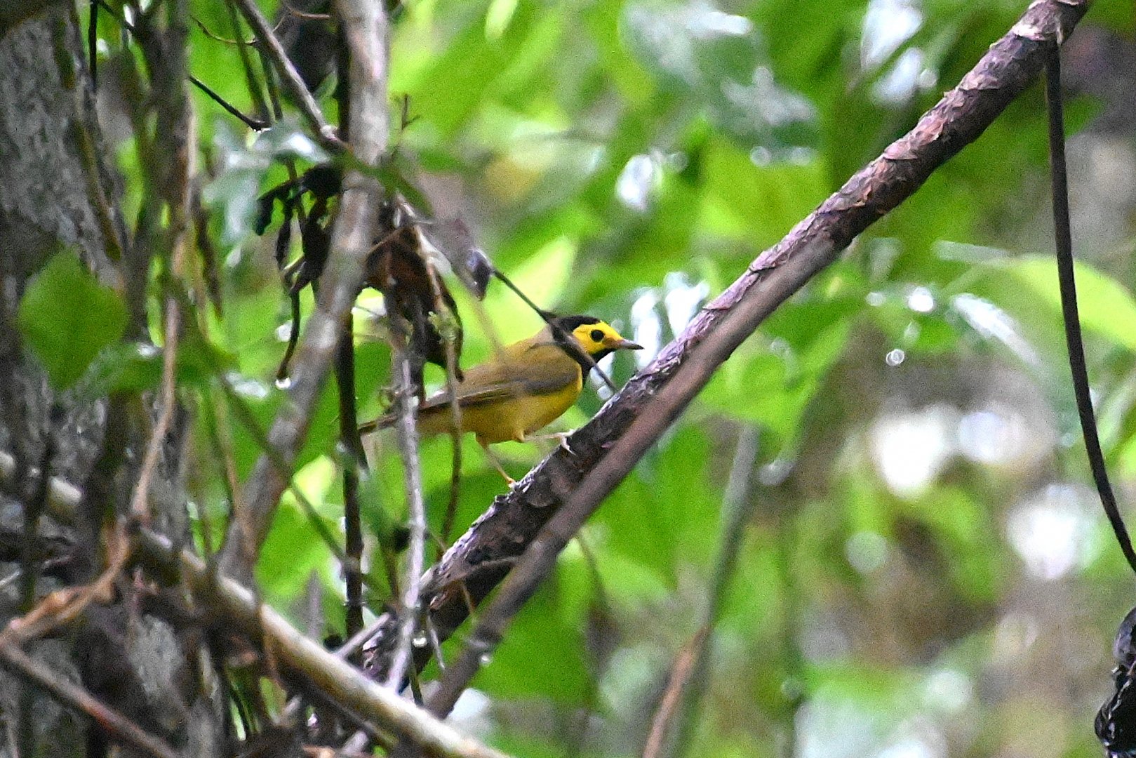 Hooded warbler (Setophaga citrina)