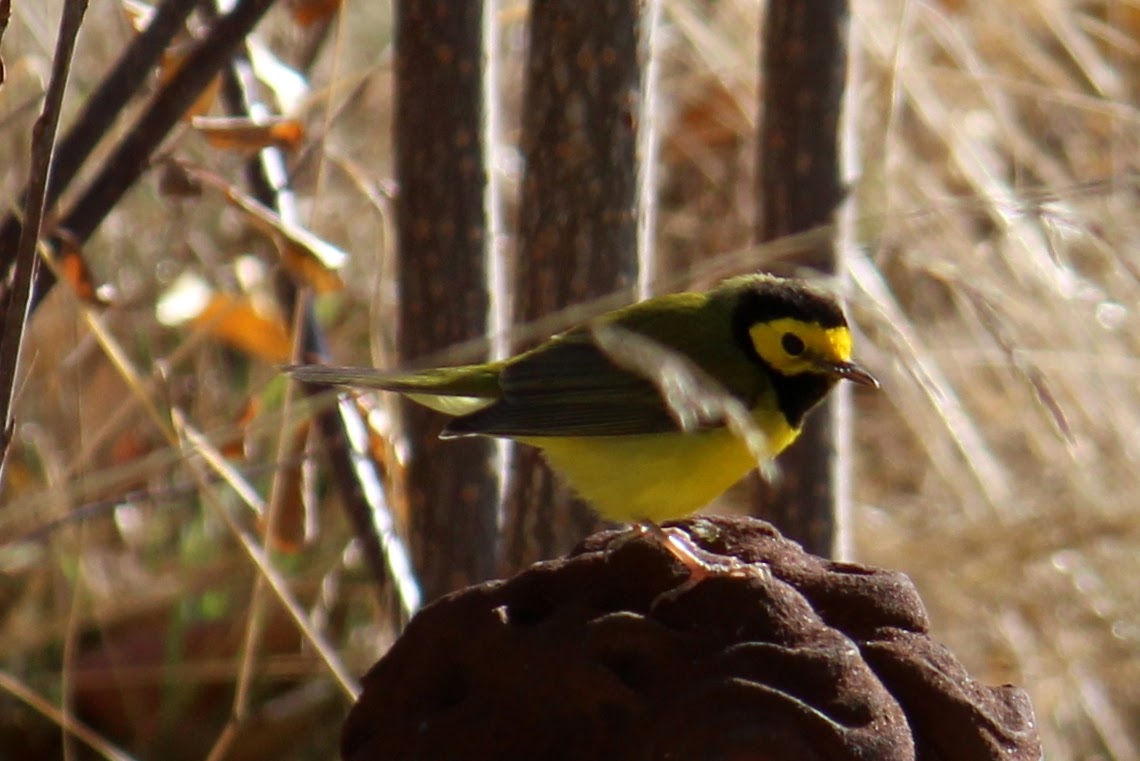 Hooded Warbler