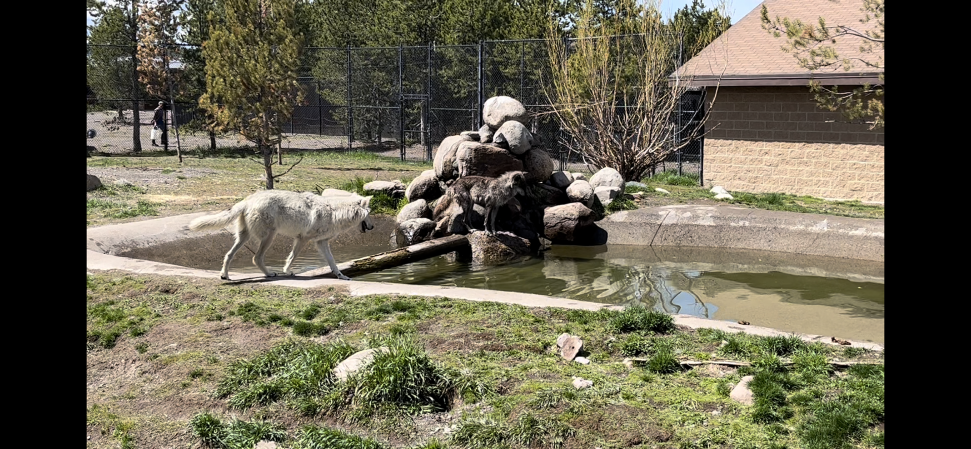 Hoodoo Pack alpha male and female