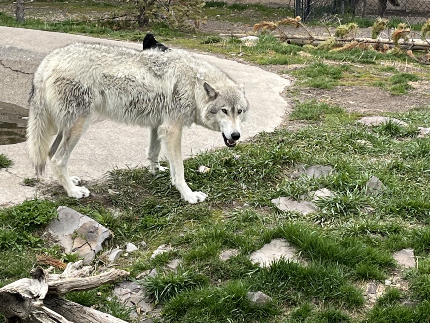 Hoodoo Pack alpha male