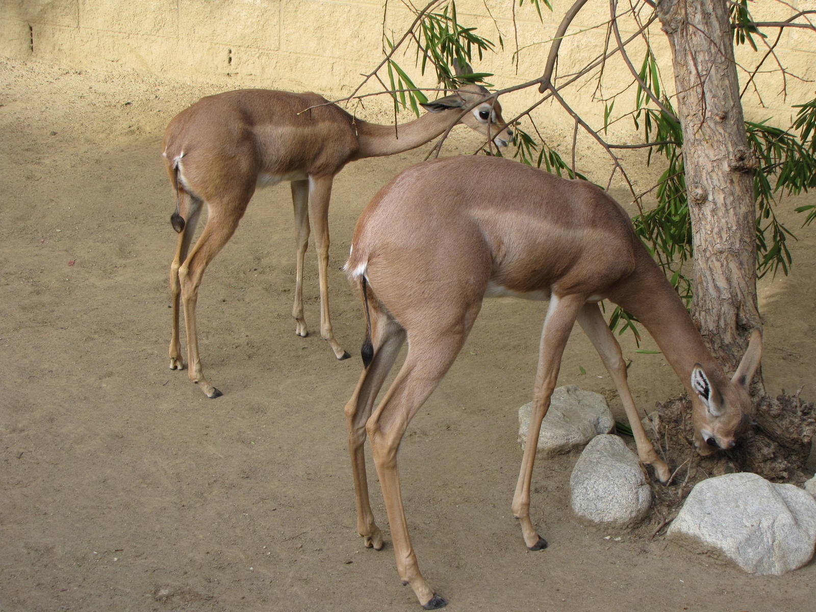 Hoof stock Nursery Yard