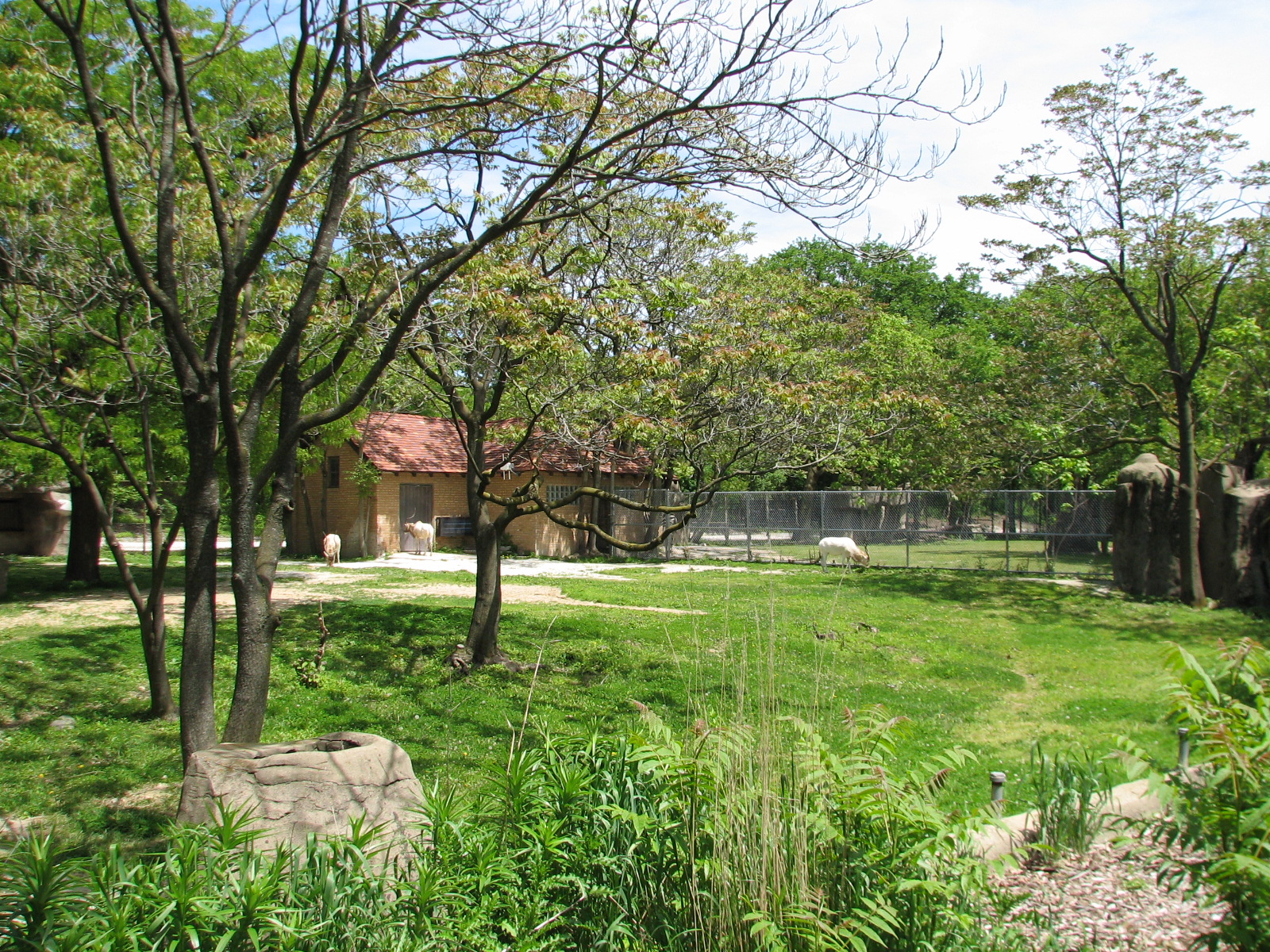 Hoofed Animals - Addax Exhibit 1