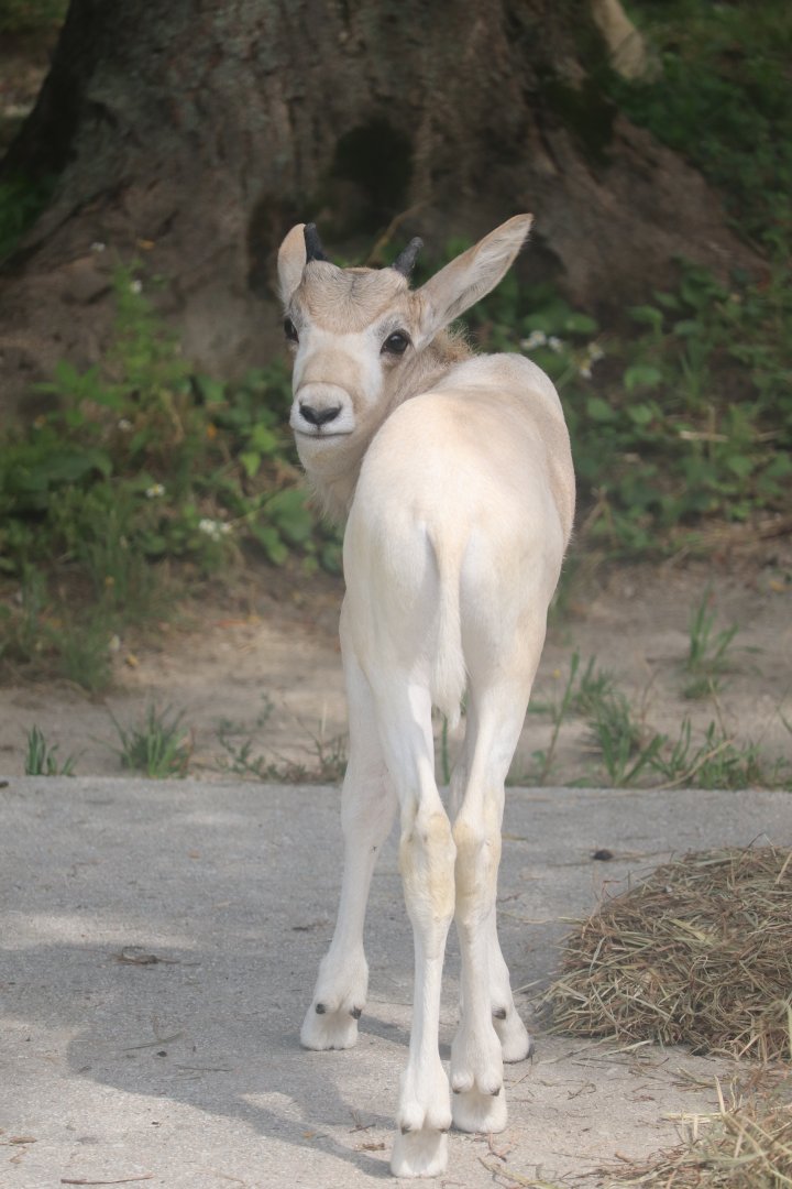 Hoofed Animals - Addax