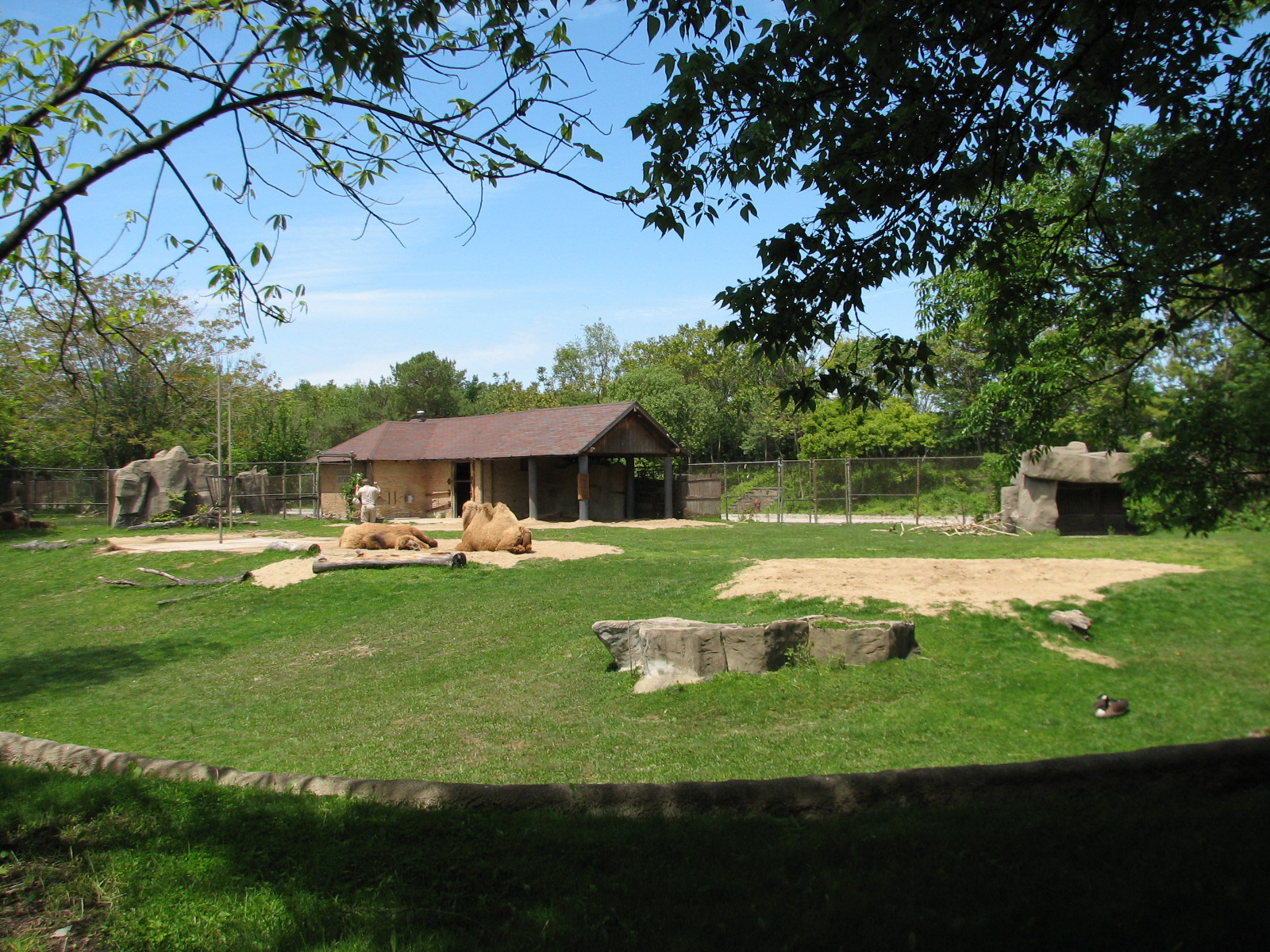 Hoofed Animals - Bactrian Camel Exhibit 1
