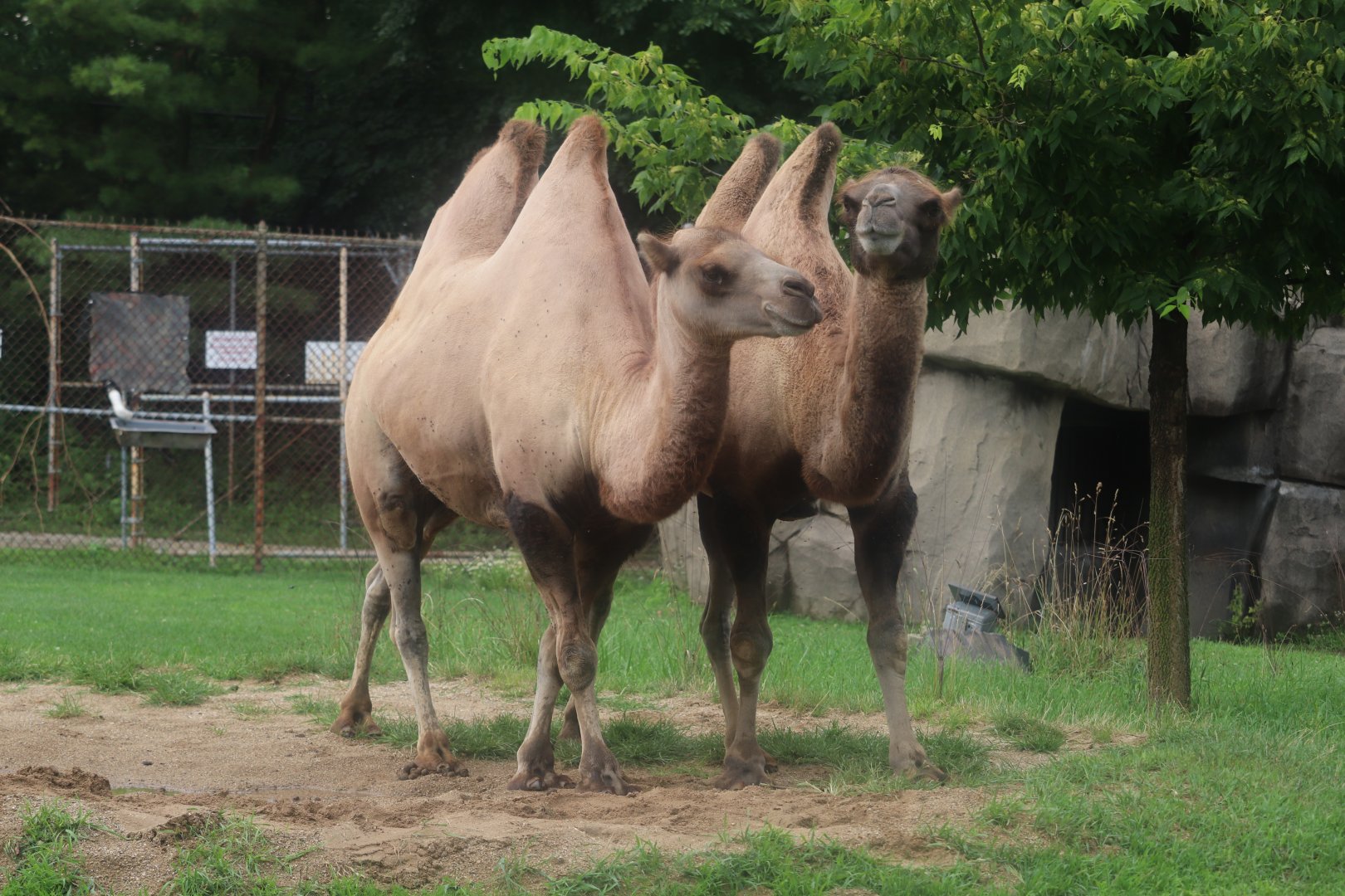 Hoofed Animals - Bactrian Camel
