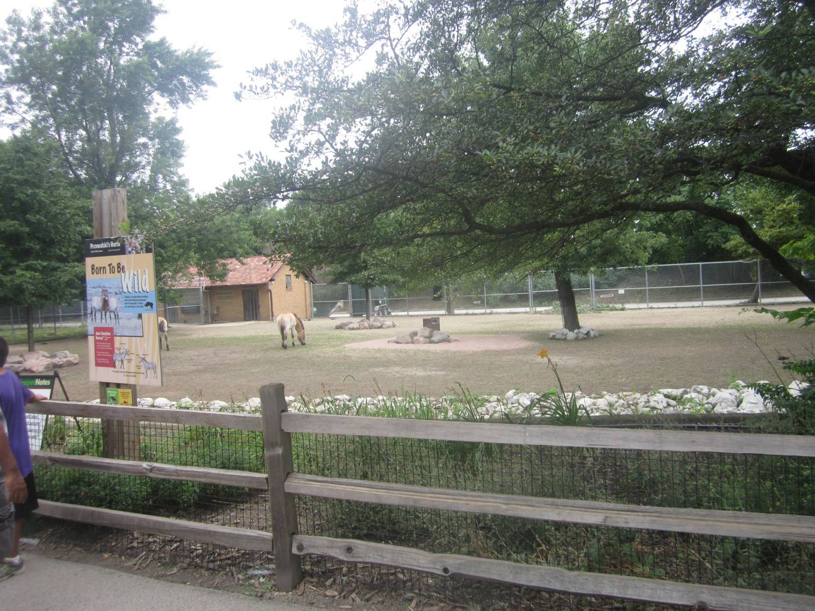 Hoofed Animals - First Przewalski's Horse Exhibit