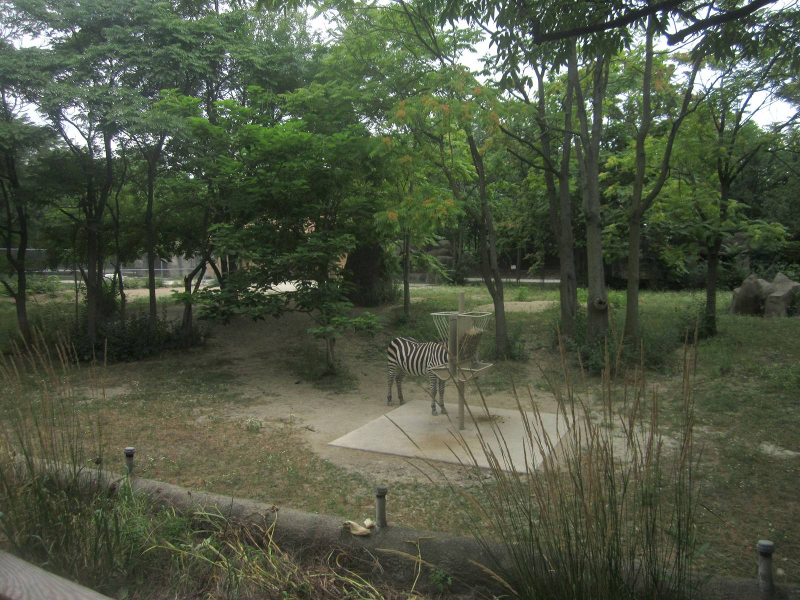 Hoofed Animals - Grant's + Grevy's Zebra Exhibit