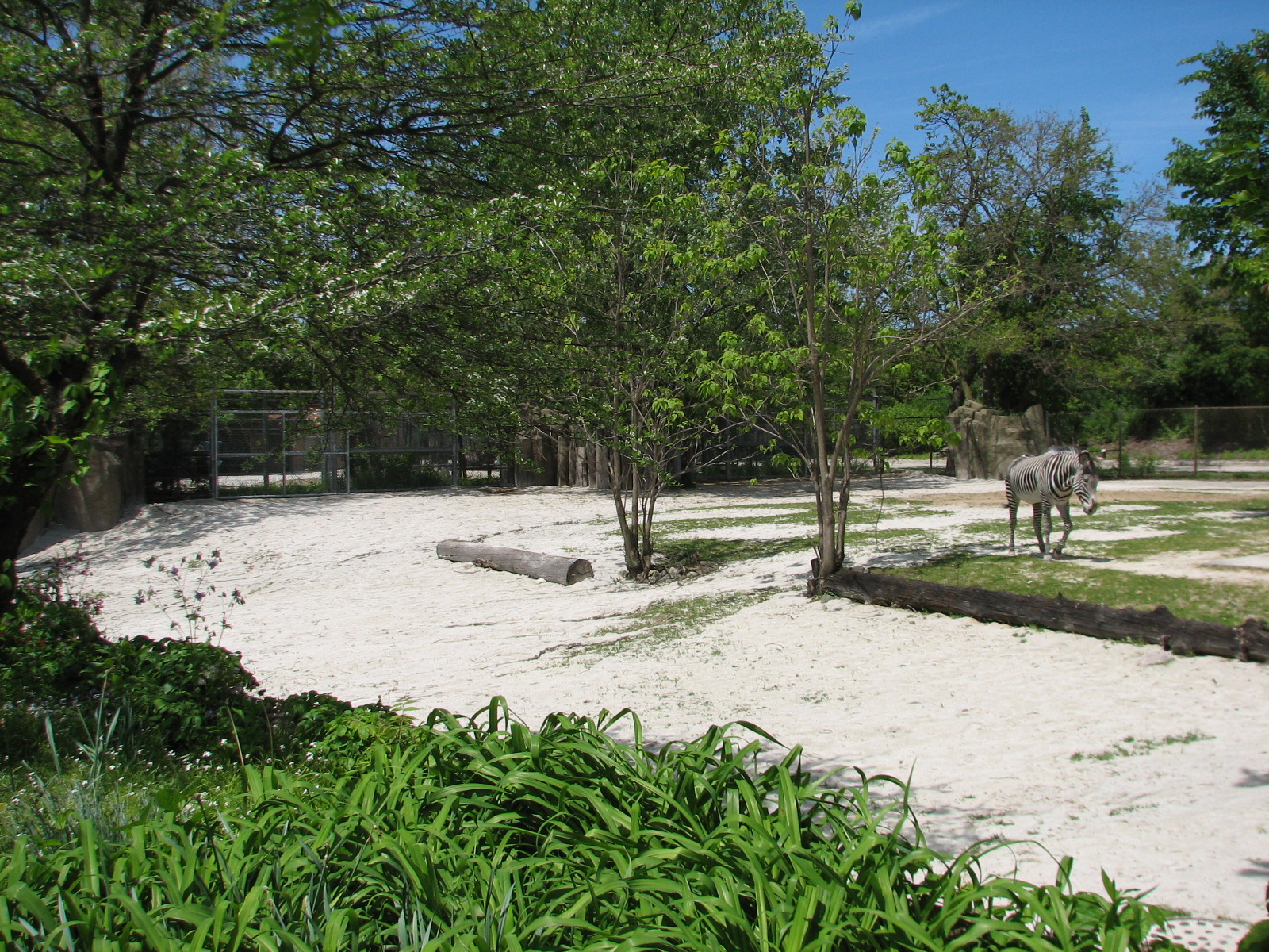 Hoofed Animals - Grevys Zebra Exhibit 1
