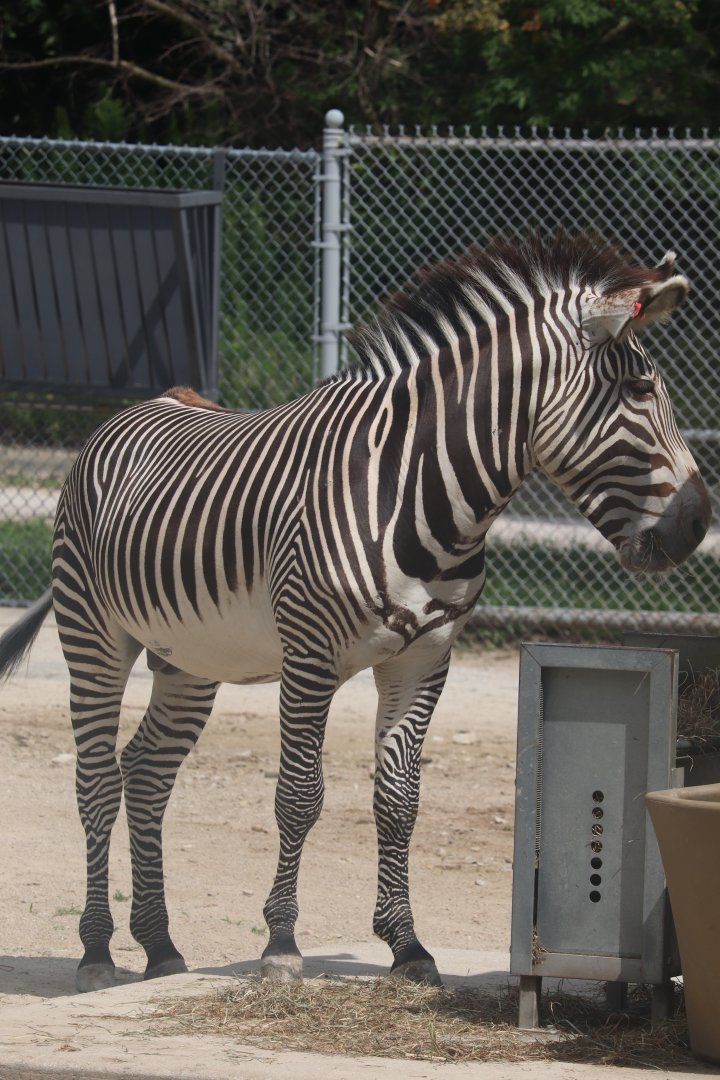 Hoofed Animals - Grevy’s Zebra