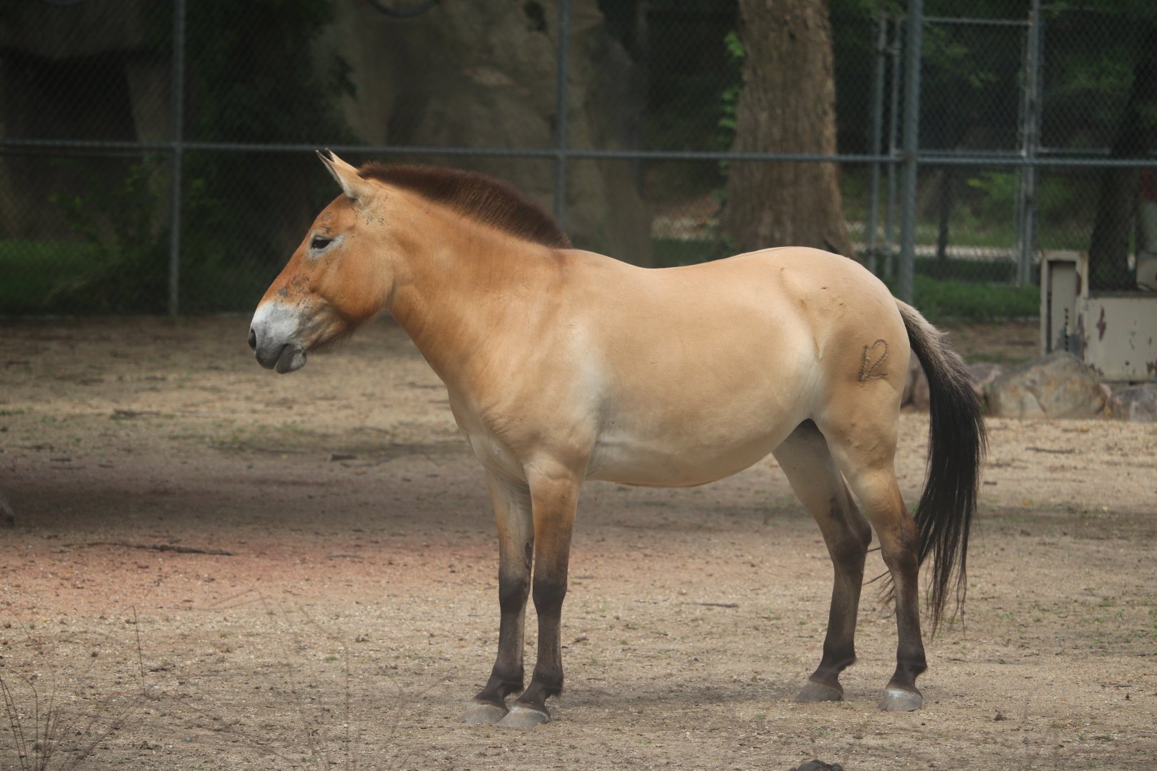 Hoofed Animals - Przewalski’s Horse