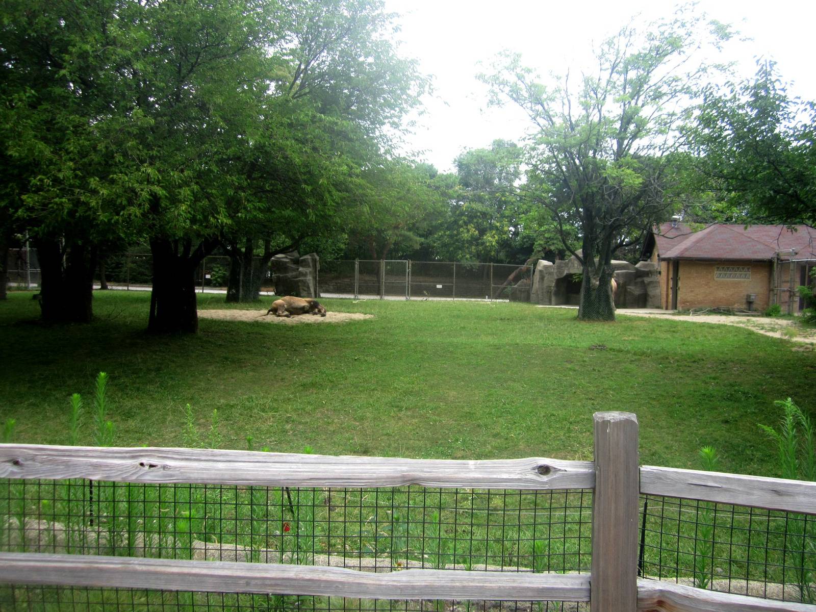 Hoofed Animals - Second Bactrian Camel Exhibit