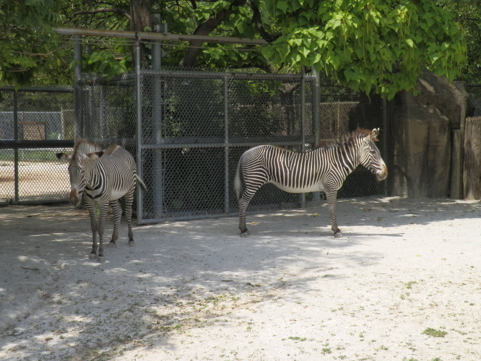 Hoofed Animals- Zebras