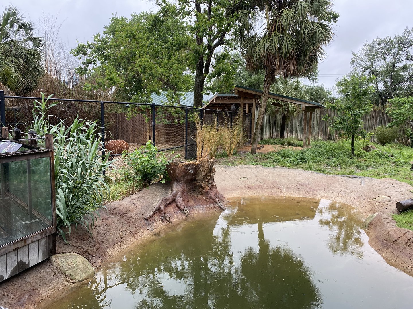 Hoofed Road- Blue Duiker, African Spurr Thighed Tortoise, and Eastern Created Guineafowl Enclosure