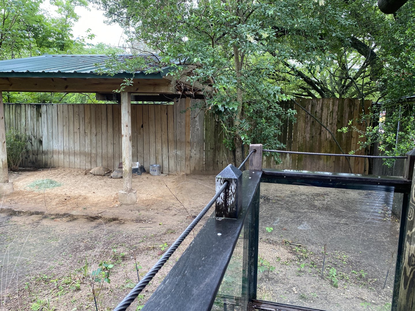 Hoofed Road- Blue Duiker, African Spurr Thighed Tortoise, and Eastern Crested Guineafowl Enclosure