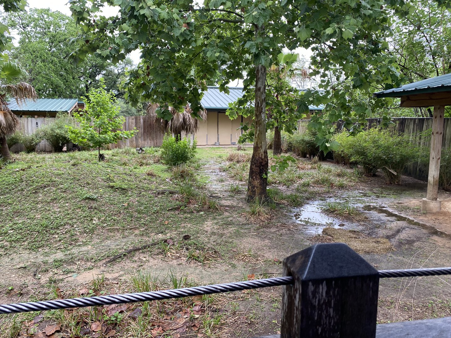 Hoofed Road- Blue Duiker, African Spurr Thighed Tortoise, and Eastern Crested Guineafowl Enclosure