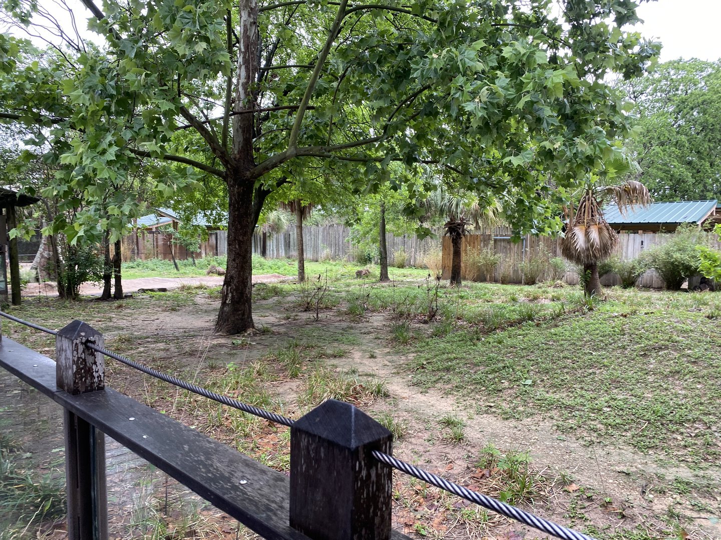 Hoofed Road- Blue Duiker, African Spurr Thighed Tortoise, and Eastern Crested Guineafowl Enclosure