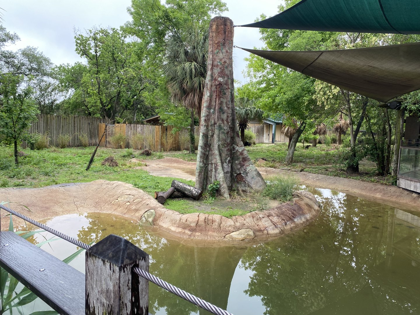 Hoofed Road- Blue Duiker, African Spurr Thighed Tortoise, and Eastern Crested Guineafowl Enclosure