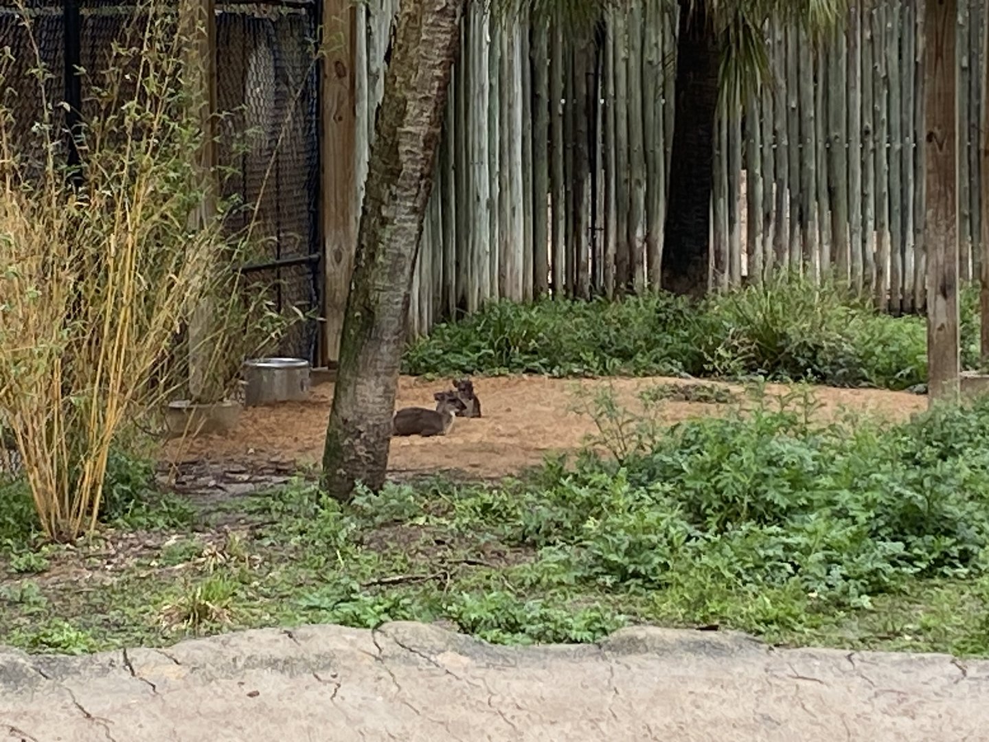 Hoofed Road- Blue Duikers