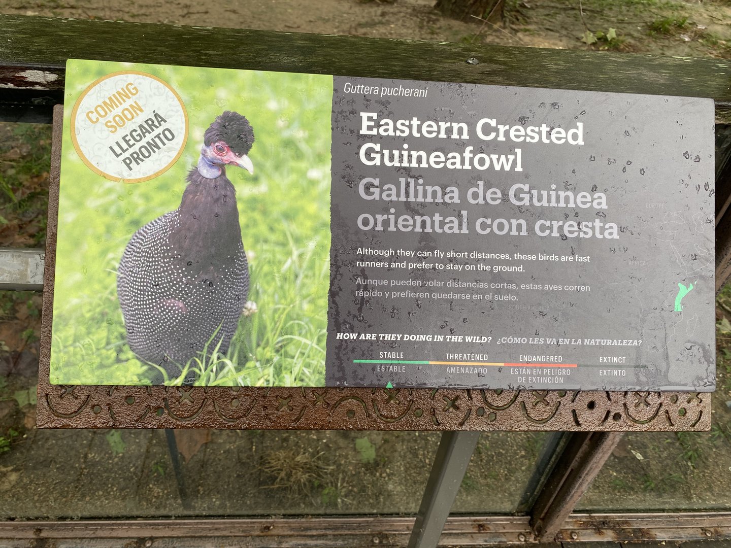 Hoofed Road- Eastern Crested Guineafowl