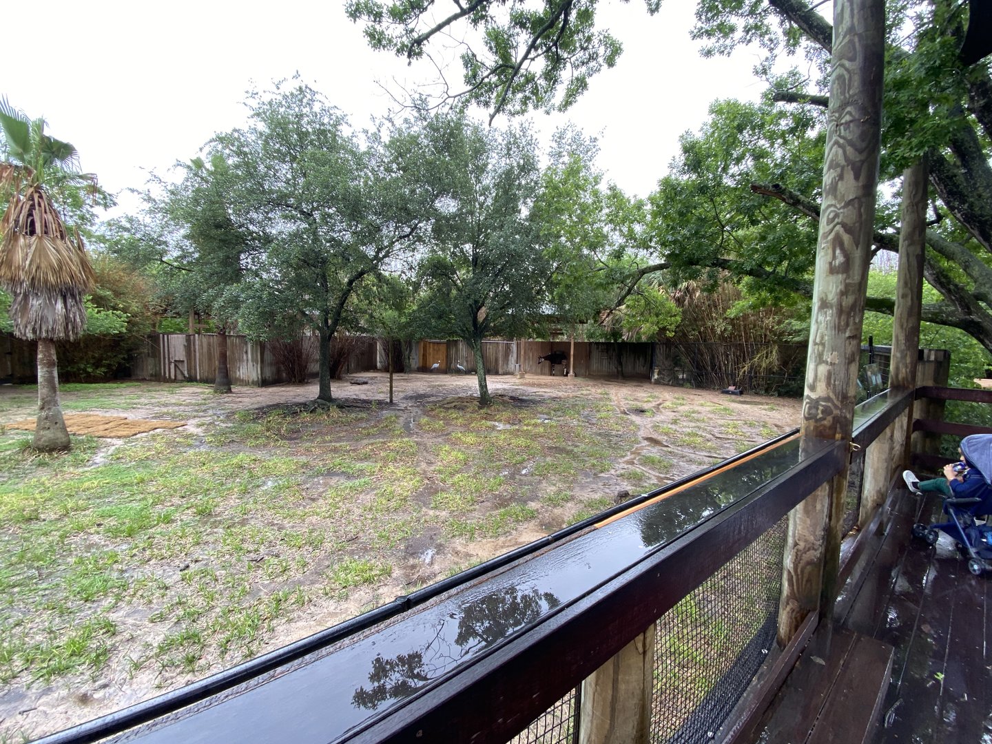 Hoofed Road- Stanley Crane, Yellow-Backed Duiker, and Okapi Enclosure