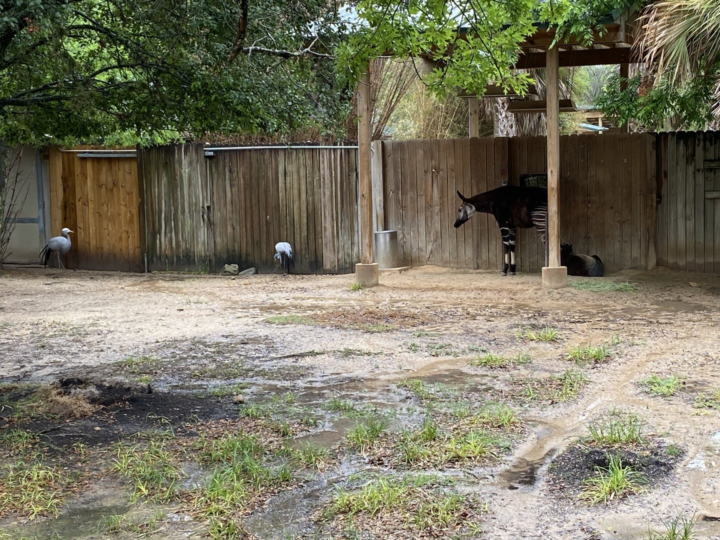 Hoofed Road- Stanley Crane, Yellow-Backed Duiker, and Okapi Enclosure