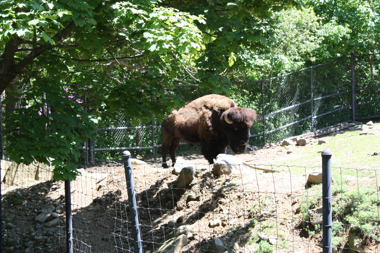 Hoofstock- American Bison
