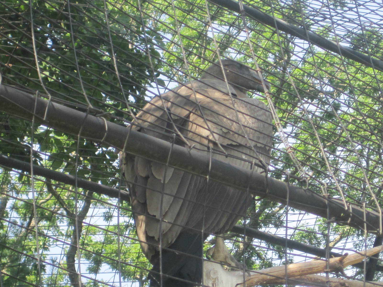 Hoofstock- Andean Condor