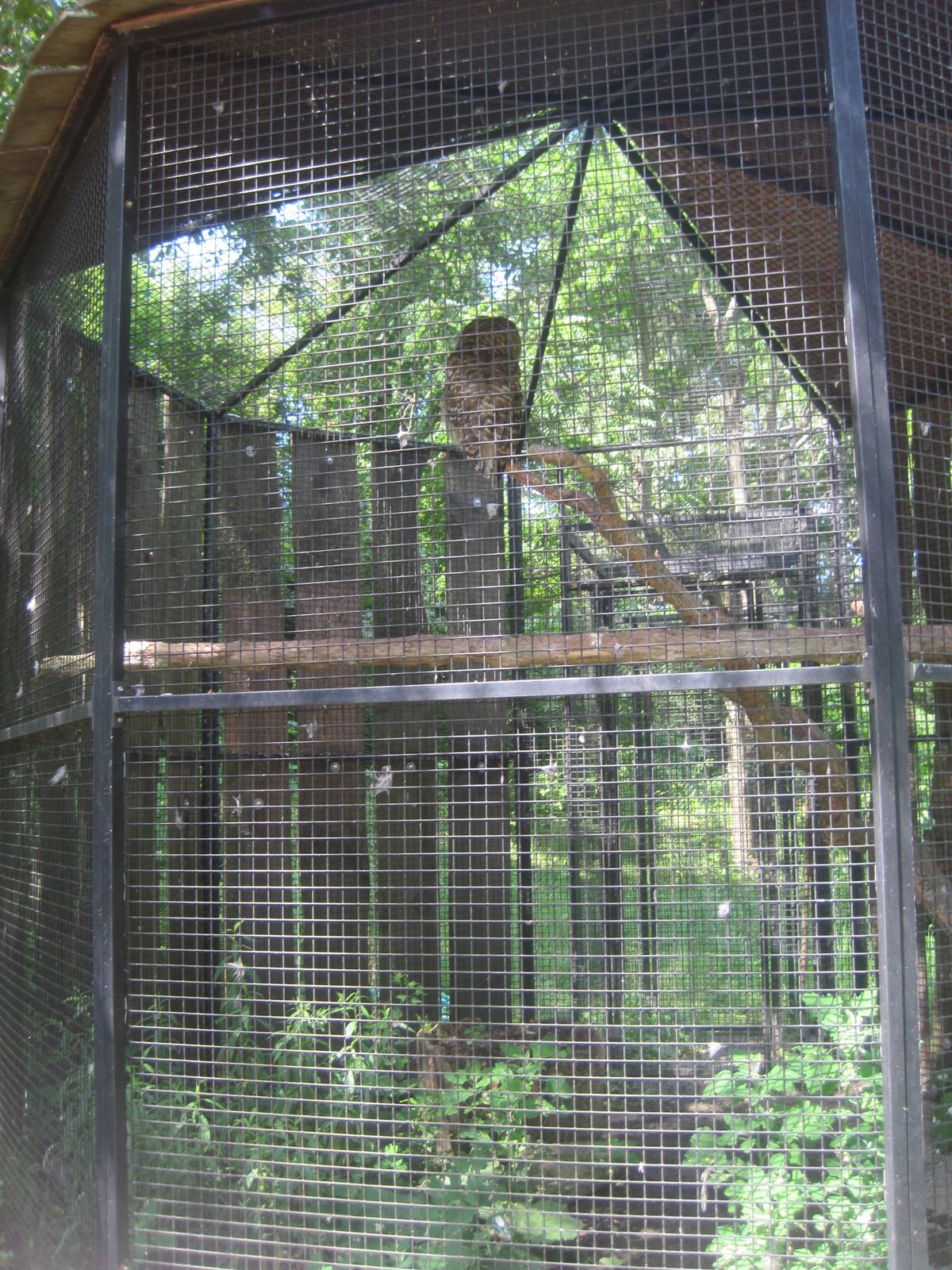 Hoofstock- Barred Owl Exhibit