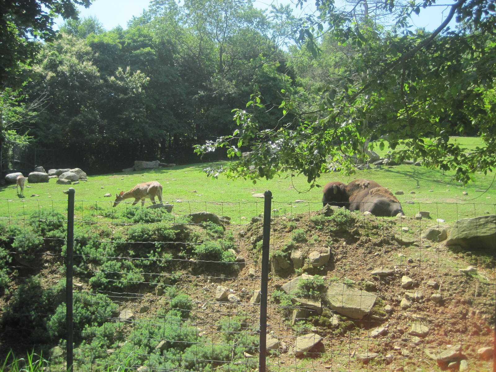 Hoofstock- Bison/Deer Exhibit