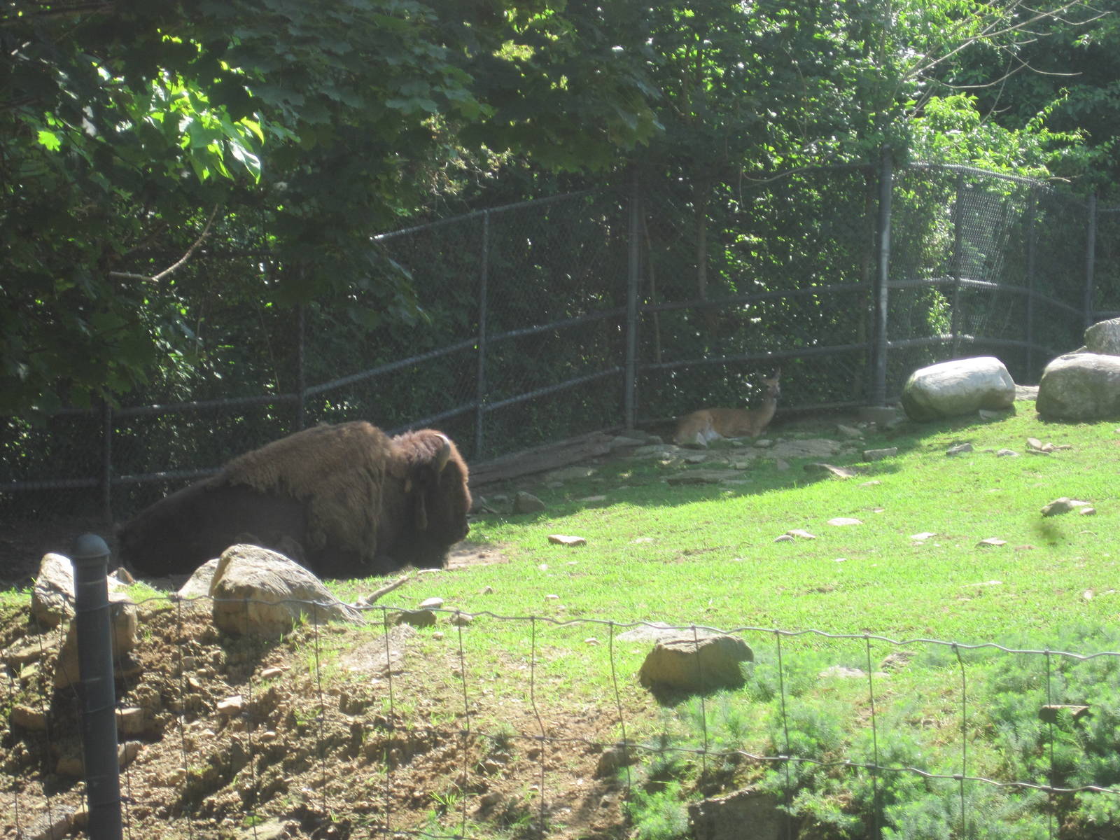 Hoofstock- Bison/Deer Exhibit