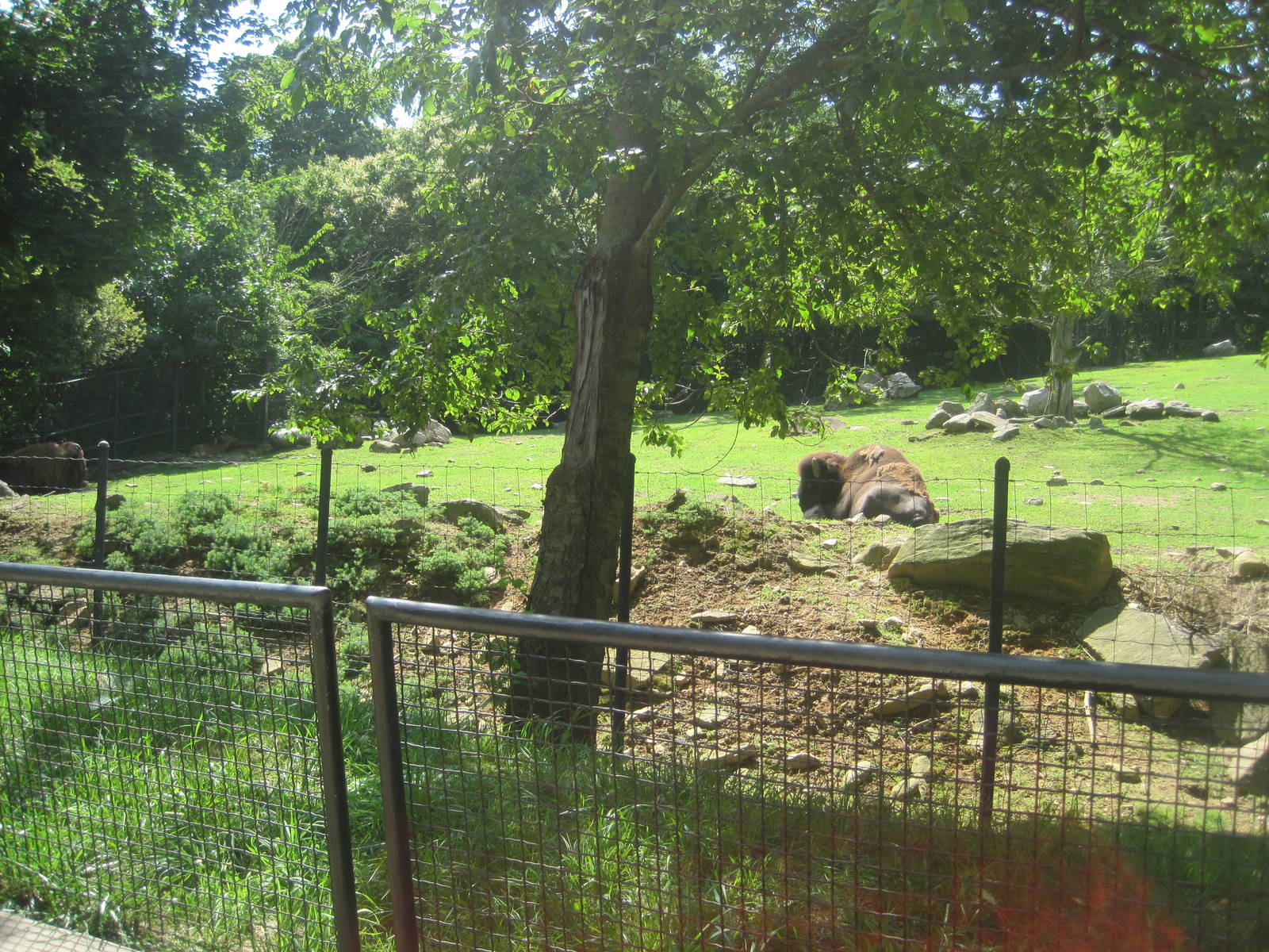 Hoofstock- Bison/Deer Exhibit